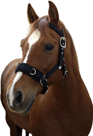 Kapicán jellegű kötőfék