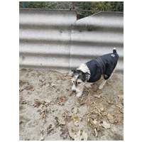 Topi, 10 éves, 44 cm magas, foxi keverék, kan #7