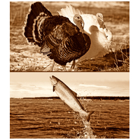 Ambrosia Dog Grain Free Senior, Light & Sterilized #5