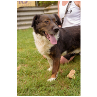 Toby, négy éves, kan #2