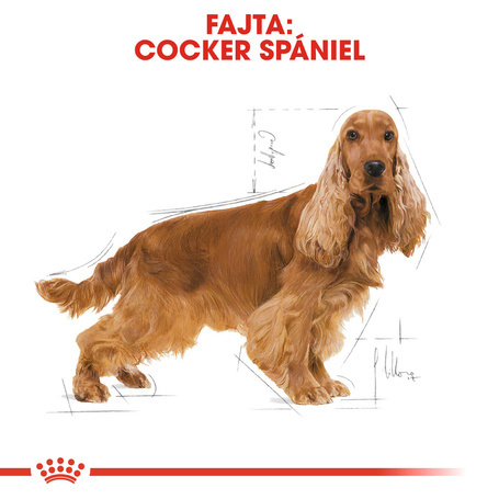 Royal Canin Cocker Adult - Cocker Spániel felnőtt kutya száraz táp