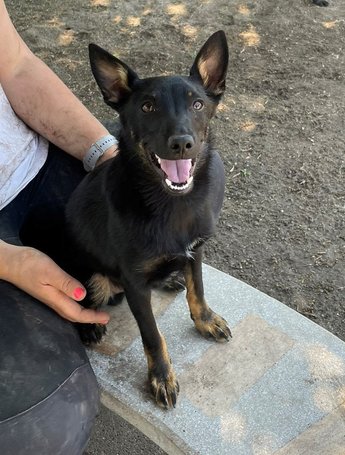 Gedeon, fél éves, kan