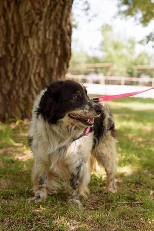 Pitypang, 3 éves, szuka