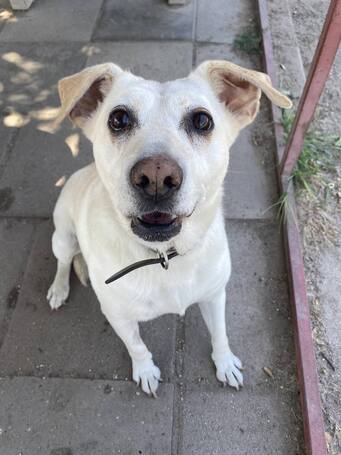 Amy, ivartalanított szuka kutyus