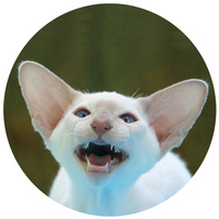 Clorexyderm Oto soluție pentru curățarea urechilor pentru câini și pisici