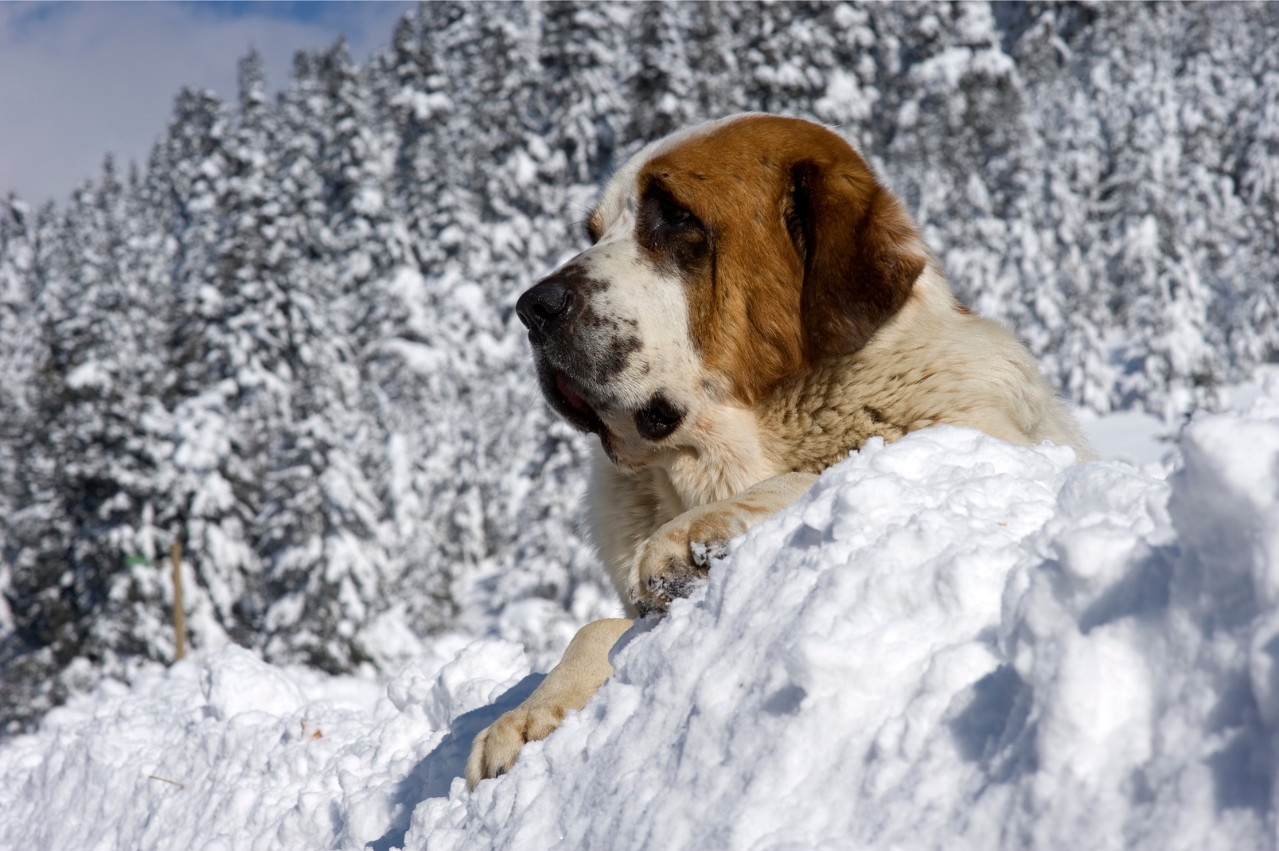 Bernáthegyi kutya a hóban