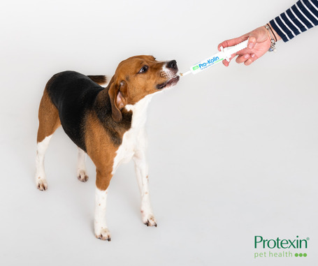 Protexin Pro-Kolin+ paszta