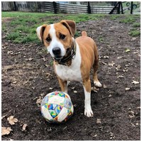 Hádész, 9 éves, 50 cm magas, kan #9