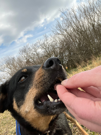 Gizi, 6 éves, 48 cm magas, szuka