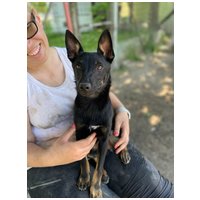 Gedeon, fél éves, kan #7