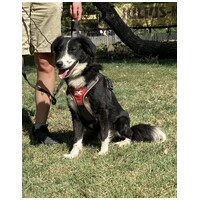 Drukker, ivartalanított kan kutya, gazdit keres #5