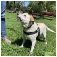 Amy, ivartalanított szuka kutyus #3