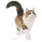 Royal Canin Instinctive Jelly - Felnőtt macska zselés nedves táp