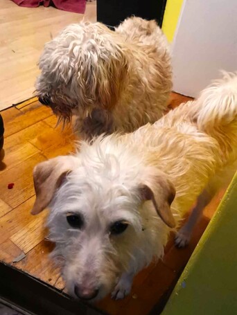 Aranyka, ivartalanított szuka kutyus