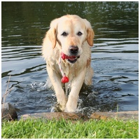 Trixie Dog Actvity MOT úszó gumi harang rövid kötéllel #2