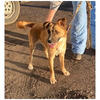 Lucky, egy éves, kan #7