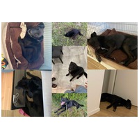 Ábel, 4 éves, 55 cm magas, kan #3