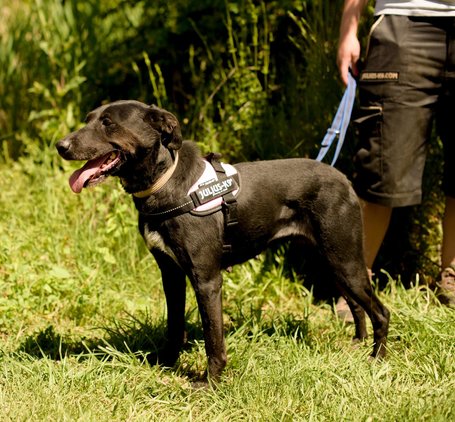 Eperke, 5 éves, 47 cm magas, szuka