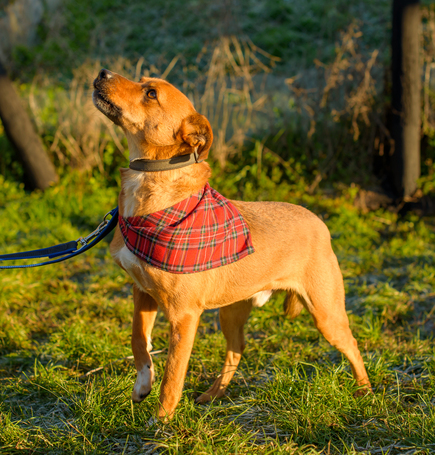 Csoma, 5 éves, 40 cm magas, ivartalanított kan