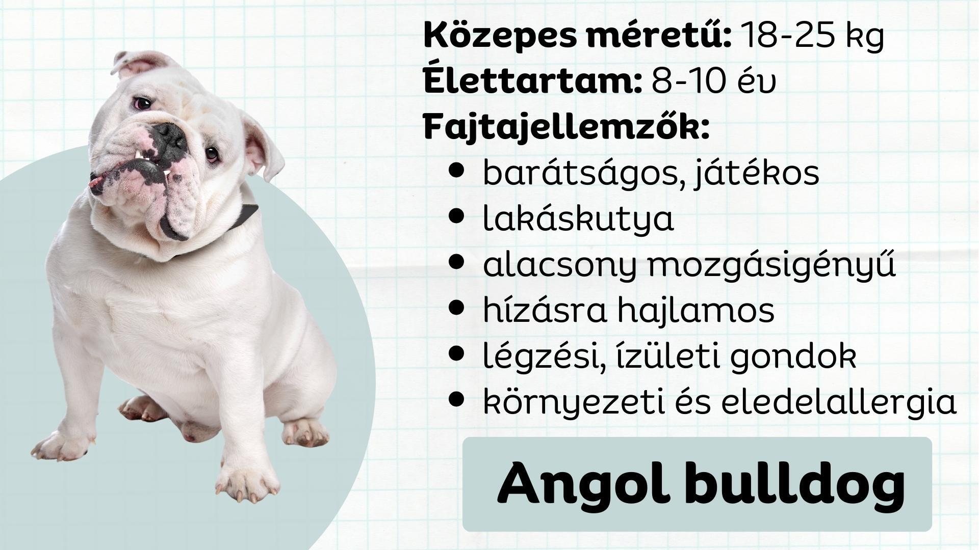Angol bulldog