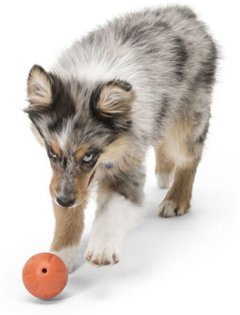 West Paw Rando - Üreges, össze-vissza pattogó labda