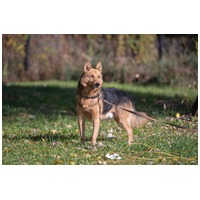 Sajó, 7 éves ivartalanított németjuhász keverék kan #9