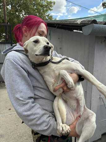 Alba, 1.5 éves ivartalanított szuka