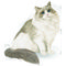 Royal Canin Ragdoll Adult - Ragdoll felnőtt macska száraz táp