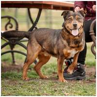 Wilson, 6 éves, 48 cm magas, kan #2