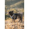 Montana Dog francia bulldog kutyahám kék színben