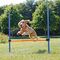 Trixie Dog Activity obstacole pentru agilitate