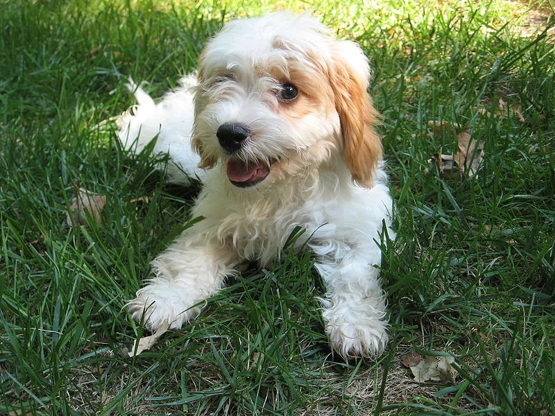 800px Image Cavapoo puppy.