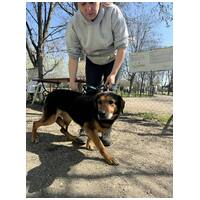 Bözsi, a 10 éves idős hölgy #2