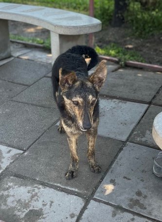 Günter, fél éves, kan