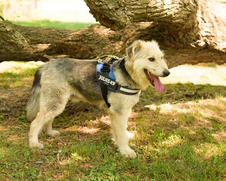 Macho, 4 éves, 57 cm magas, kan