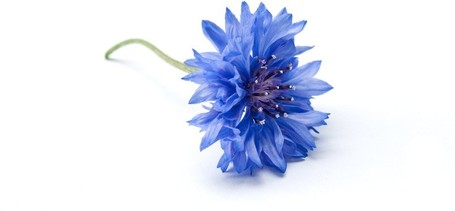 Biogance White Snow Shampoo | Fehér szőrű kutyák fürdetéséhez