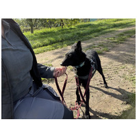 Gizmo, fél éves, kan #4