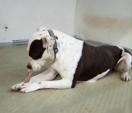 Boci, 3 éves, 52 cm magas, bull jellegű szuka