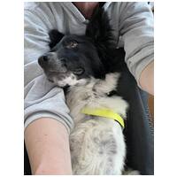 Finn, 1 éves kan #7