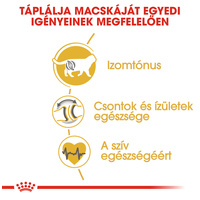 Royal Canin British Shorthair Adult - Brit rövidszőrű felnőtt macska száraz táp #4
