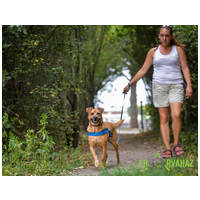 Johnny, 9 éves, 48 cm magas, kan #5