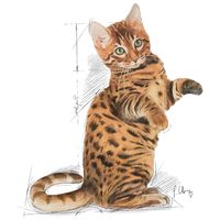 Royal Canin Kitten Sterilised - Ivartalanított kölyök macska száraz táp 12 hónapos korig #9