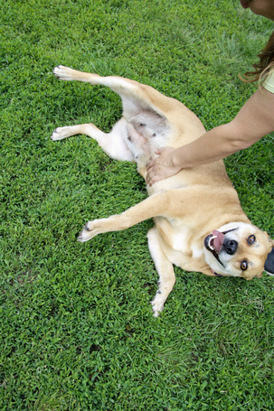 Pufirizsa, 8 éves ivartalanított szuka