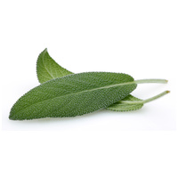 Biogance Terrier Secret shampoo | Drótszőrű kutyák fürdetéséhez | Lime és zsálya kivonattal #5