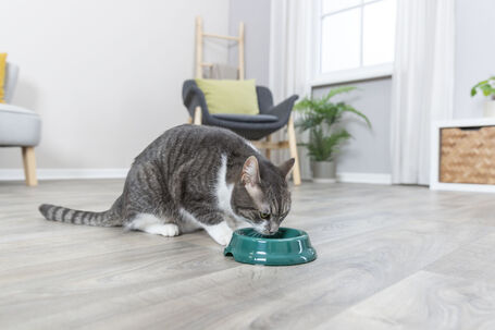 Trixie gumi talpas műanyag tál macskáknak