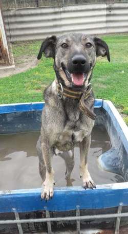 Kópé, 5 éves, 50 cm magas, kan