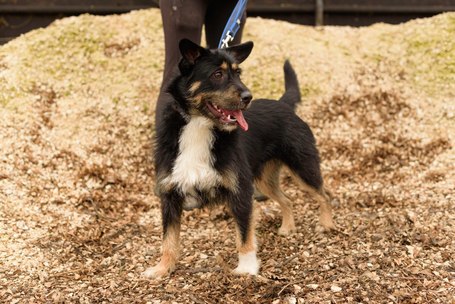 Borzas, két éves, kan