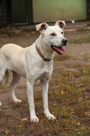 Alba, 1.5 éves ivartalanított szuka