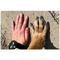 Kajla, 4 éves, 65 cm magas, kan #14