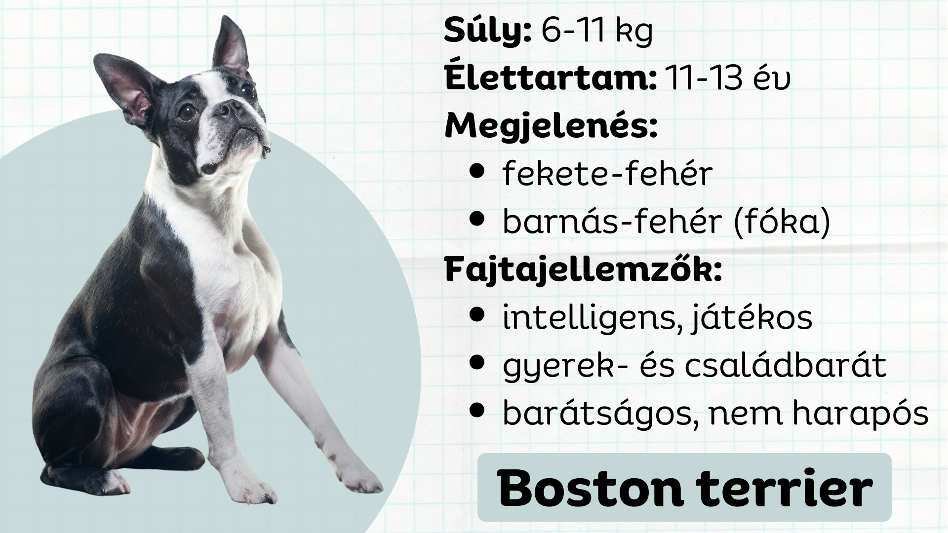 Boston terrier